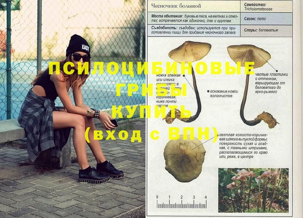 стаф Абаза